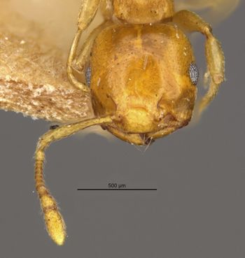 Media type: image;   Entomology 9165 Aspect: head frontal view